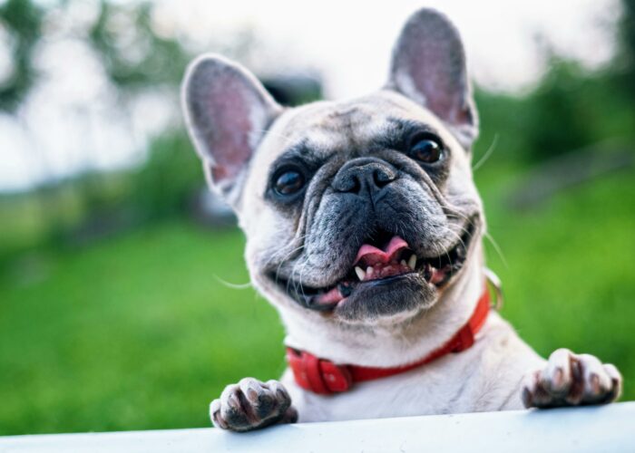 L’assurance santé pour chiens et chats